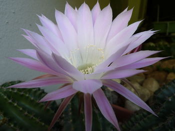 Close-up of pink flower