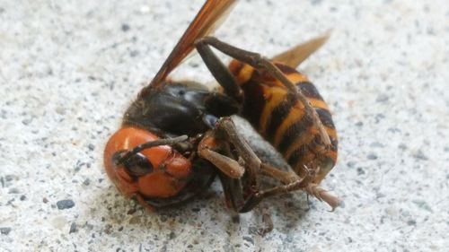 Close-up of insect