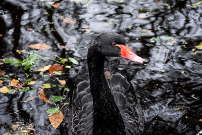 Black swan in a lake