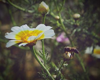 Close-up of bee pollinating on yellow flower