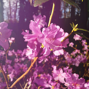 Close-up of pink flowers