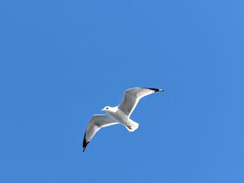 Low angle view of seagull flying against clear blue sky