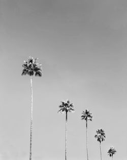 Low angle view of coconut palm trees against clear sky