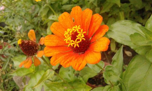 Close-up of orange marigold blooming outdoors