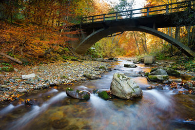 Bridge over river in forest
