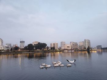 View of birds in lake against buildings