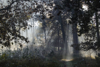 Sunlight streaming through trees in forest