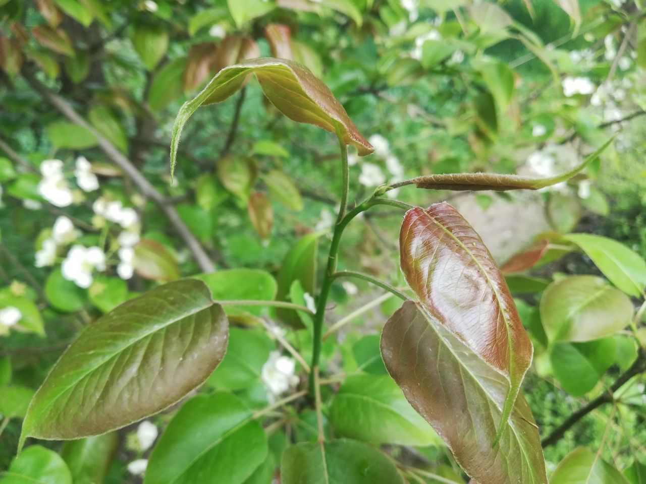 CLOSE-UP OF GREEN LEAVES