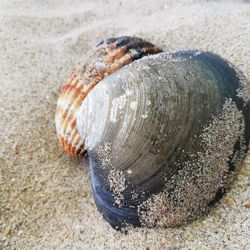 Close-up of seashell on beach