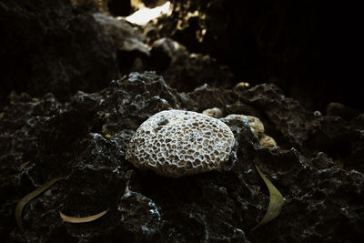 Close-up of crab on rock