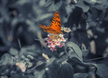 Close-up of butterfly on flower