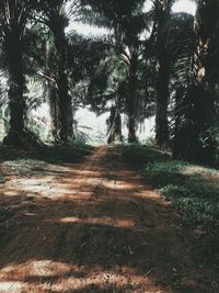 Trees growing in forest