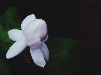 Close-up of white flowers