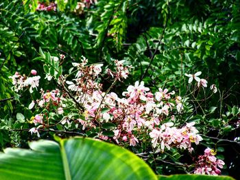 Close-up of pink flowers on plant