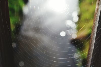 Close-up of spider on web