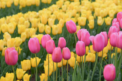 Close-up of tulips blooming on field