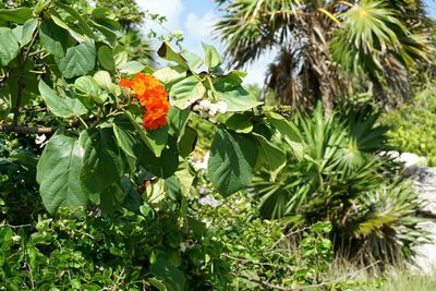 Low angle view of fresh flowers blooming on tree