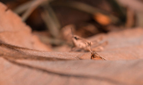 Close-up of grasshopper