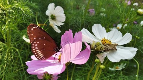 Close-up of butterfly pollinating on pink flower