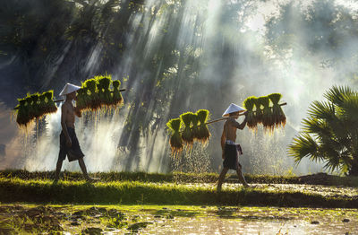 Farmers planting rice in field