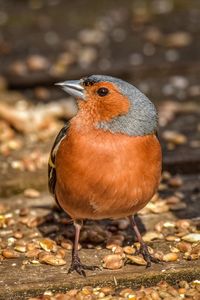 Common chaffinch