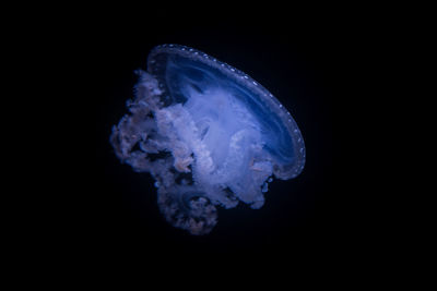 Close-up of jellyfish swimming in aquarium