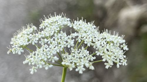 Close-up of white flowering plant