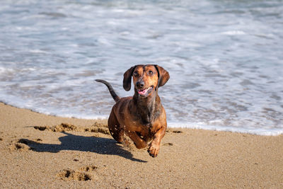 Dog running on beach