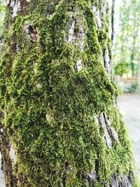 Close-up of moss covered tree trunk