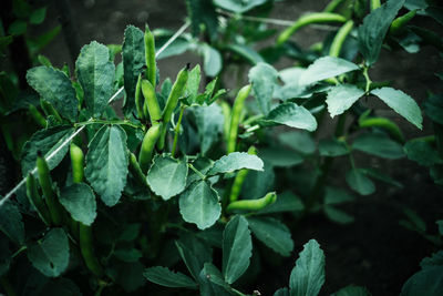 Growing green peas in the england garden. close up