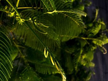 Close-up of leaves on tree