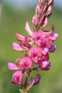 Close up of a common sainfoin flower in bloom