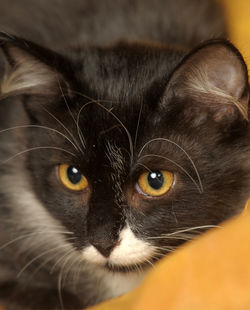 Close-up portrait of cat