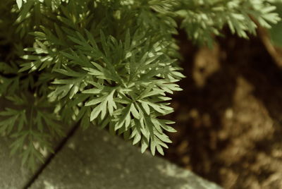 High angle view of pine tree