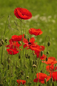 Close-up of red poppy flowers on field