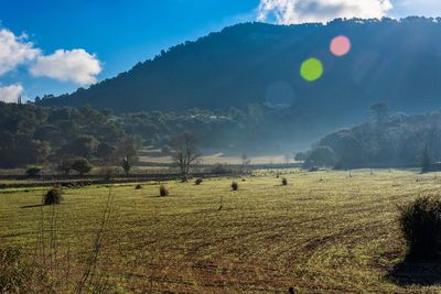 Scenic view of field against sky