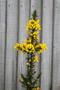 Yellow flowering plant by fence against bright sun