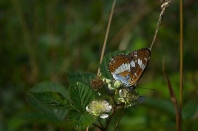 Close-up of butterfly pollinating flower