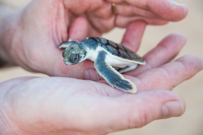 Close-up of human hand holding small