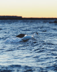Whale swimming in sea during sunset