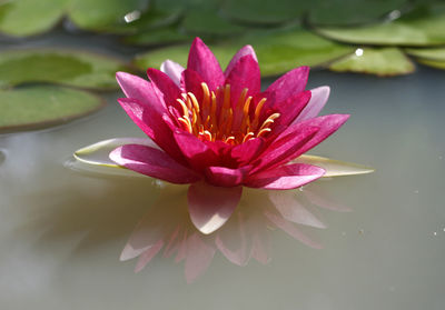 Lotus flower in pond