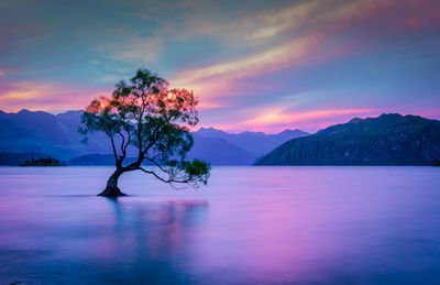 Tree in lake against sky during sunset