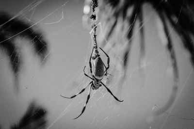 Close-up of spider web