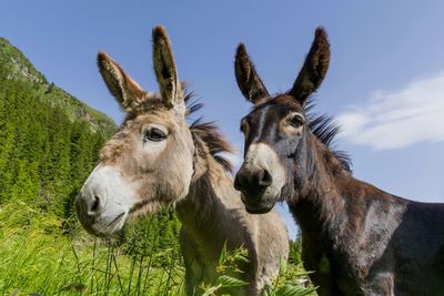 Close-up of donkey on tree