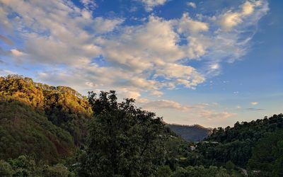 Scenic view of trees against sky during sunset