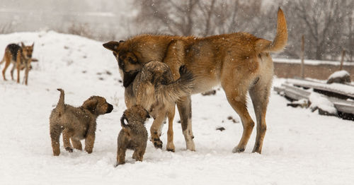 Dogs running on snow covered field