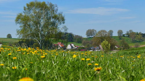 Yellow flowering plants on field