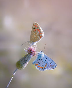 Butterfly on purple flower