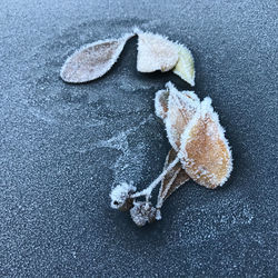 High angle view of ice cream on snow