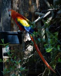 Close-up of parrot perching on tree